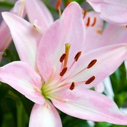 Lilium 'Tiny Todd',Lily 'Tiny Todd', Asiatic Lily 'Tiny Todd', Dwarf Asiatic Lily 'Tiny Todd', Asiatic Hybrids, Asiatic Lilies, Pink Lilies, Dwarf Lilies, Lily flower, Lily Flower